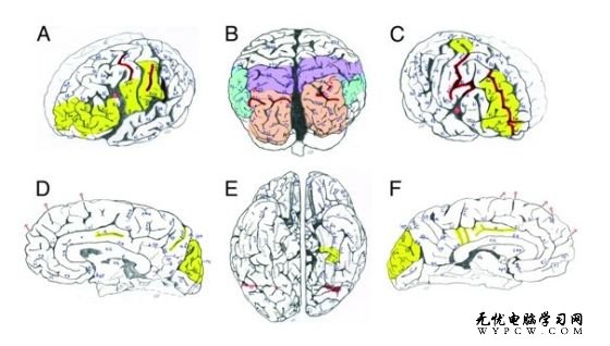 近期的這項研究是基於對14張新發現的愛因斯坦大腦切片圖像進行的 