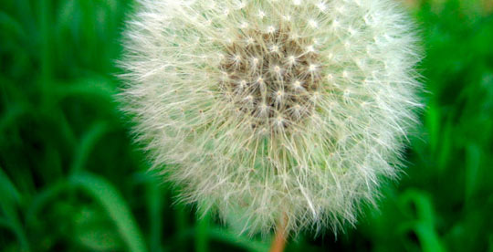 dandelion