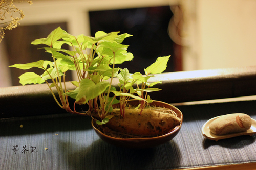 一鍵讓照片變洋氣 手把手教你調出膠片感