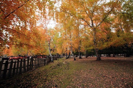 PS為秋日的風景照片調出高飽和色調