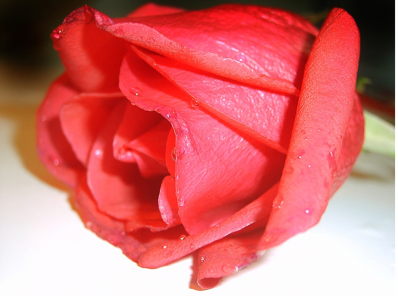 利用PhotoShop將紅玫瑰變成藍色玫瑰 三聯
