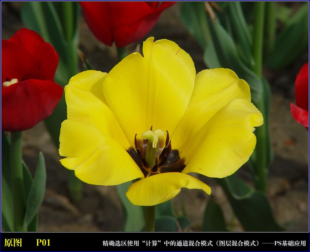 Photoshop通過計算命令改變花的顏色實例教程 sanl 