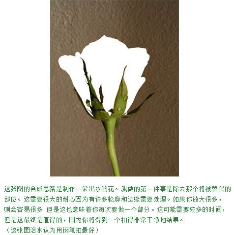 制作創意液態水玫瑰花圖案的PS技巧