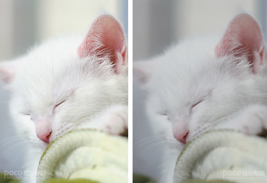 Photoshop三步子制作銳化效果的貓咪毛發 三聯