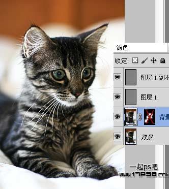 photoshop巧用濾鏡工具提升貓咪圖片的清晰度效果教程