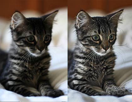 photoshop巧用濾鏡工具提升貓咪圖片的清晰度教程 三聯