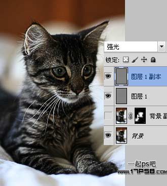 photoshop巧用濾鏡工具提升貓咪圖片的清晰度效果教程