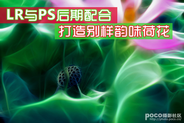 PS與LR打造別樣荷花照片技巧 三聯教程