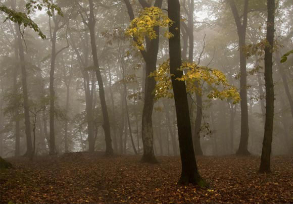 Photoshop給灰暗的樹林照片加上明亮的投射光束 三聯
