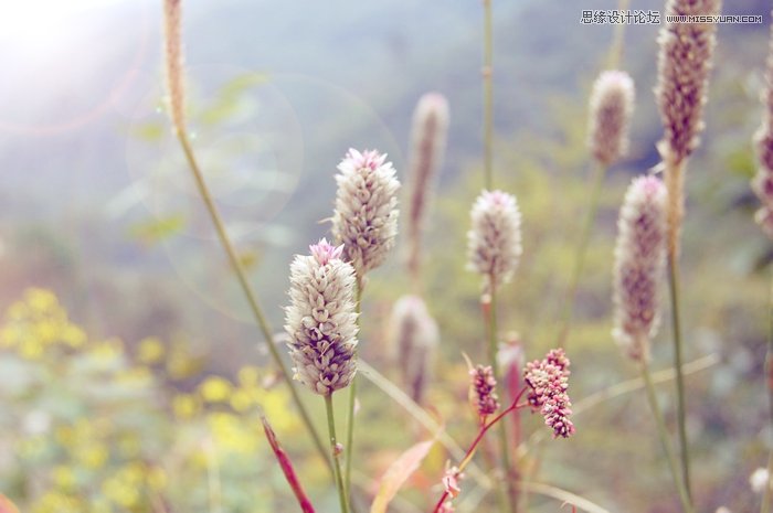 Photoshop調出蒲草植物小清新日系效果 三聯