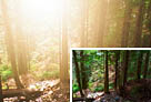 Photoshop打造林間圖片柔和的陽光效果 三聯