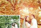 Photoshop打造溫馨浪漫的暖色樹林婚片 三聯