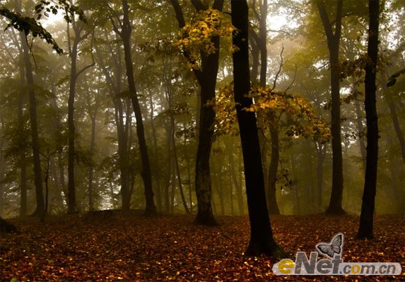 使用PS的HDR色調來調出一個夢幻的森林場景