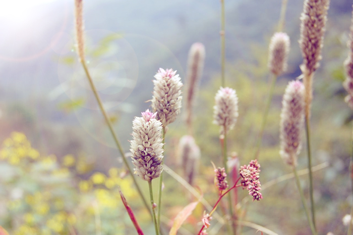 PhotoShop調出清新的植物圖片效果調色教程 三聯