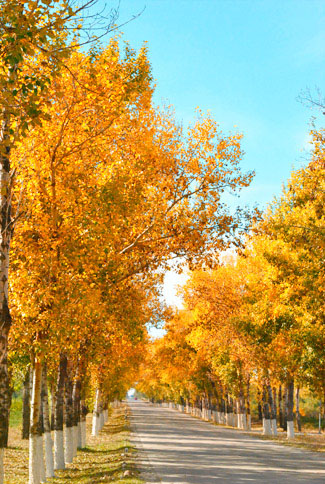 Photoshop給樹林照片增加艷麗的秋季色 三聯教程