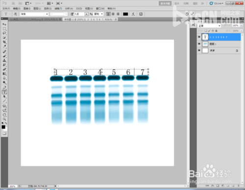 Photoshop標示sds-page電泳圖Maker圖文教程