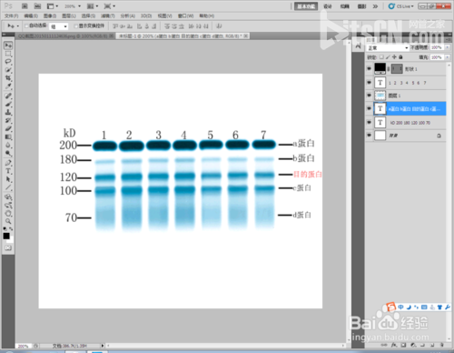 Photoshop標示sds-page電泳圖Maker圖文教程