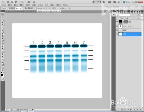 Photoshop標示sds-page電泳圖Maker圖文教程