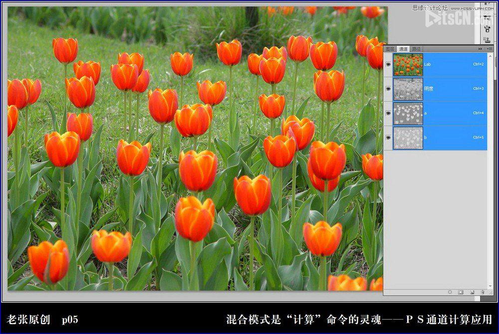Photoshop利用計算命令計算出精確選區調整圖片顏色