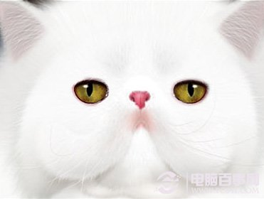 photoshop鼠繪神態憨厚的小白貓頭像 三聯