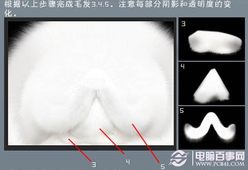 photoshop 鼠繪神態憨厚的小白貓頭像 電腦百事網