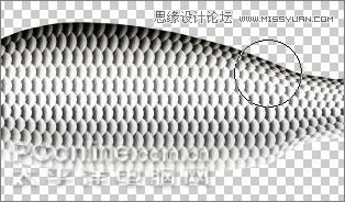 Photoshop鼠繪逼真的鯉魚詳細教程,PS教程,思緣教程網