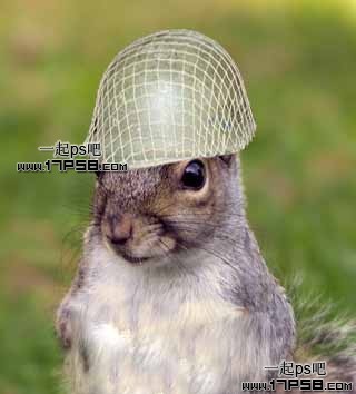 Photoshop合成可愛的武裝松鼠戰士圖片