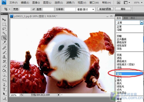 Photoshop大搞怪：合成可愛海豹型荔枝 