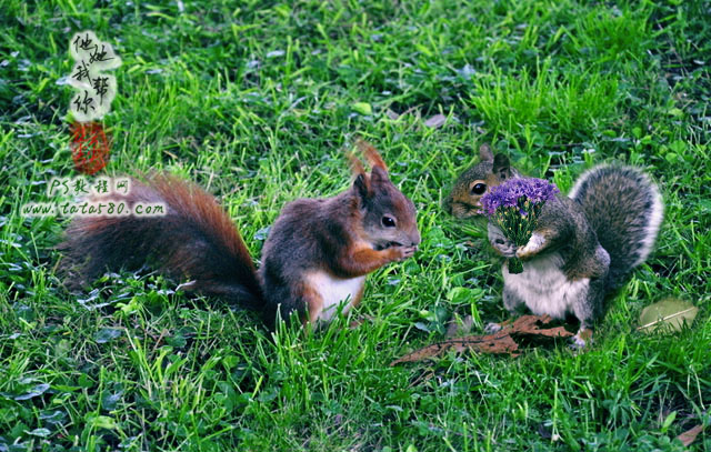 Photoshop合成兩只松鼠拿著花朵 三聯