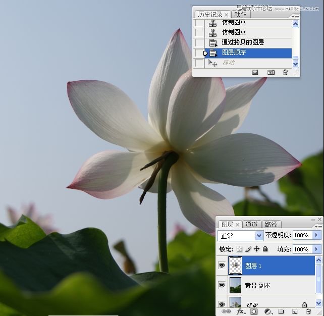 Photoshop合成色彩艷麗的荷花圖,PS教程,思緣教程網