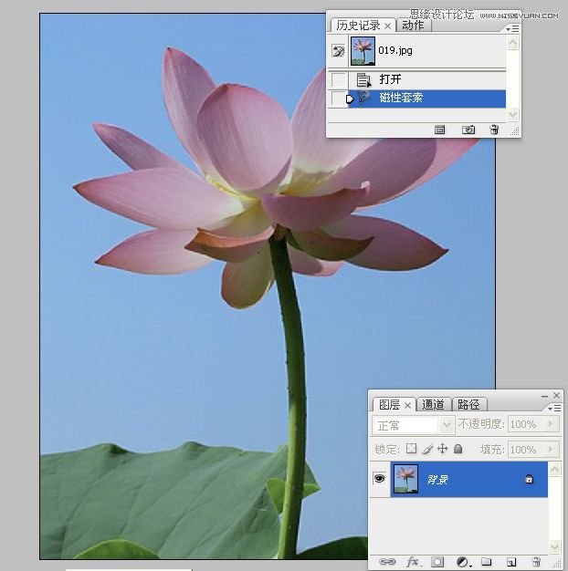 Photoshop合成色彩艷麗的荷花圖,PS教程,思緣教程網