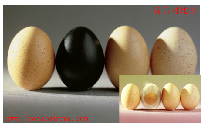 PhotoShop打造透明形態的雞蛋創意合成教程 三聯教程
