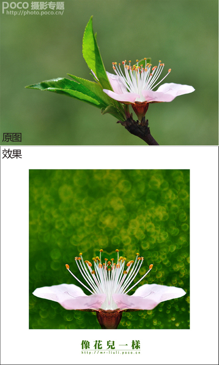 PS簡單打造唯美折返鏡頭植物花朵圖片效果教程 三聯教程
