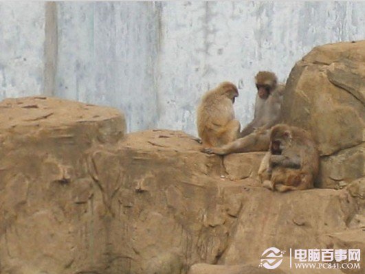 PS摳圖：摳取動物毛發的實用技巧