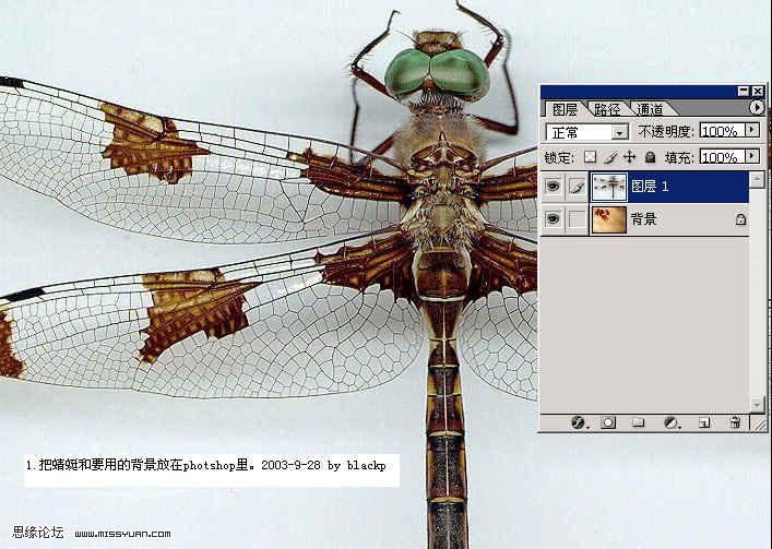 PS摳圖：圖層混合的方法換蜻蜓背景的教程 三聯