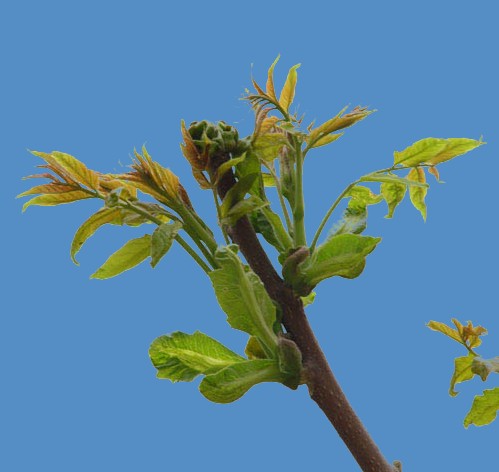 對花卉進行色階調整