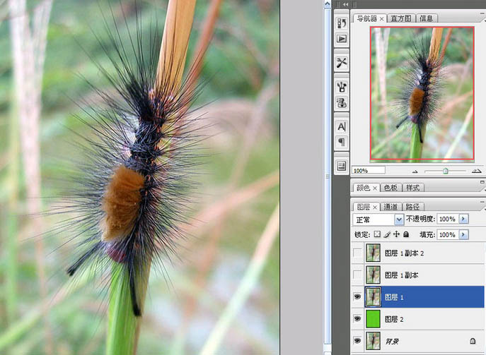 photoshop利用抽出濾鏡摳出多刺的毛蟲