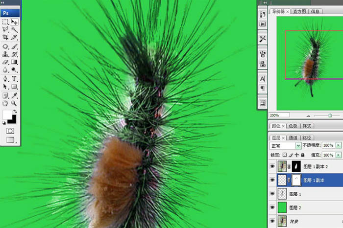 photoshop利用抽出濾鏡摳出多刺的毛蟲