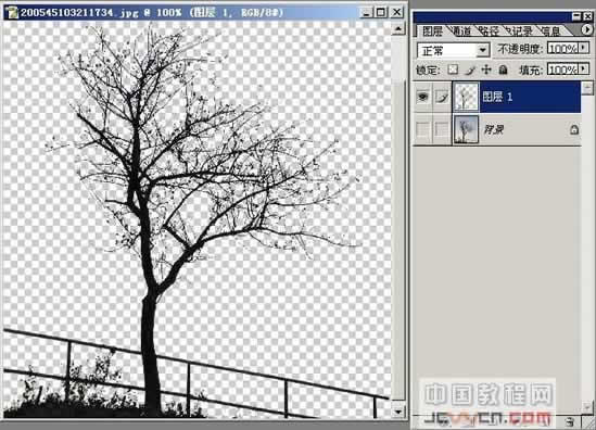 photoshop摳圖教程-樹枝摳圖方法