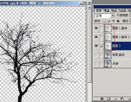 photoshop摳圖教程-樹枝摳圖方法