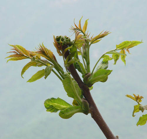 給植物照片摳圖的PS教程 三聯