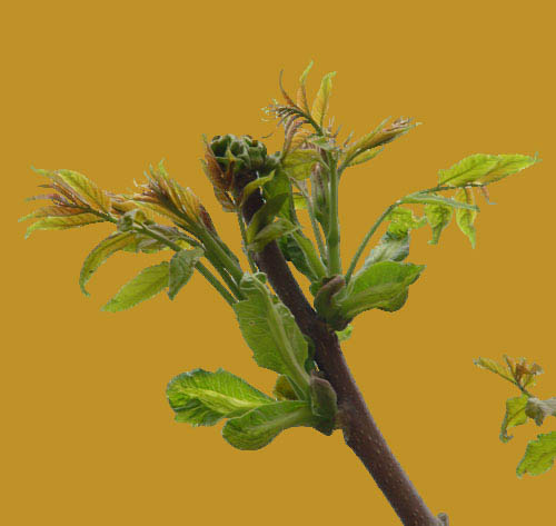 學習給植物照片摳圖的PS教程