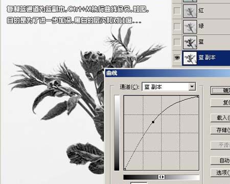 學習給植物照片摳圖的PS教程