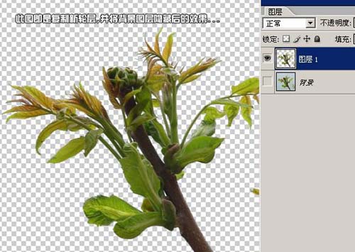學習給植物照片摳圖的PS教程