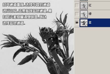 學習給植物照片摳圖的PS教程