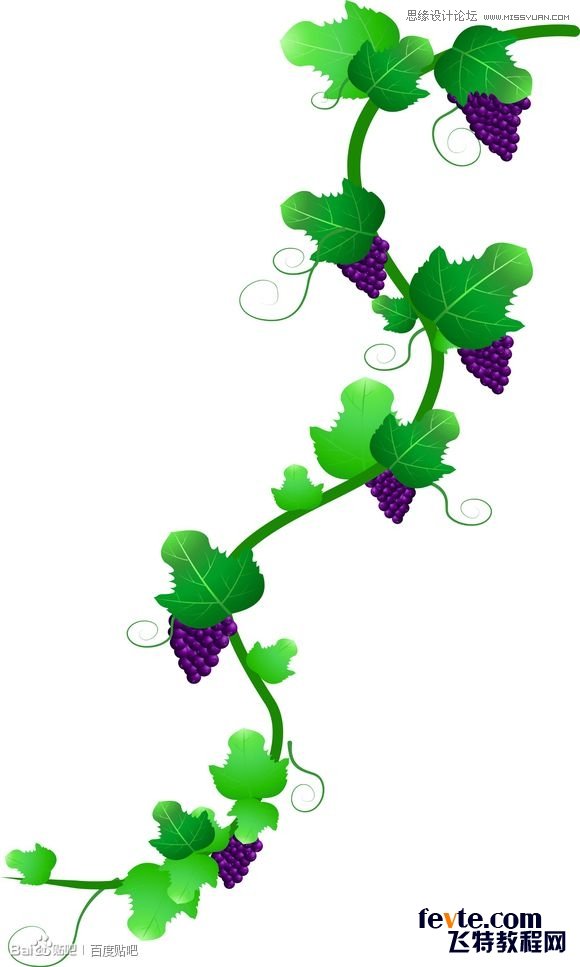 CorelDraw繪制逼真綠籐和成串紫葡萄 三聯