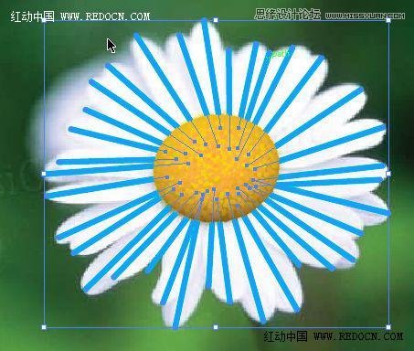 Illustrator繪制漂亮的白色雛菊效果,PS教程,思緣教程網
