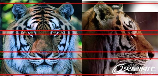 3dsmax繪制毛色亮麗視覺沖擊感強的3D老虎（圖二）