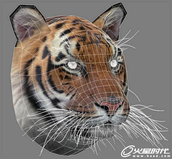 3dsmax繪制毛色亮麗視覺沖擊感強的3D老虎（圖八）