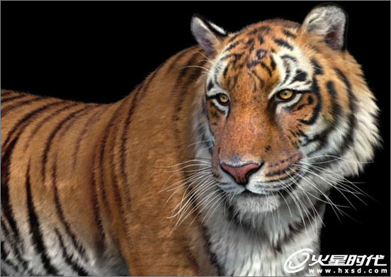 3dsmax繪制毛色亮麗視覺沖擊感強的3D老虎（圖二十三）